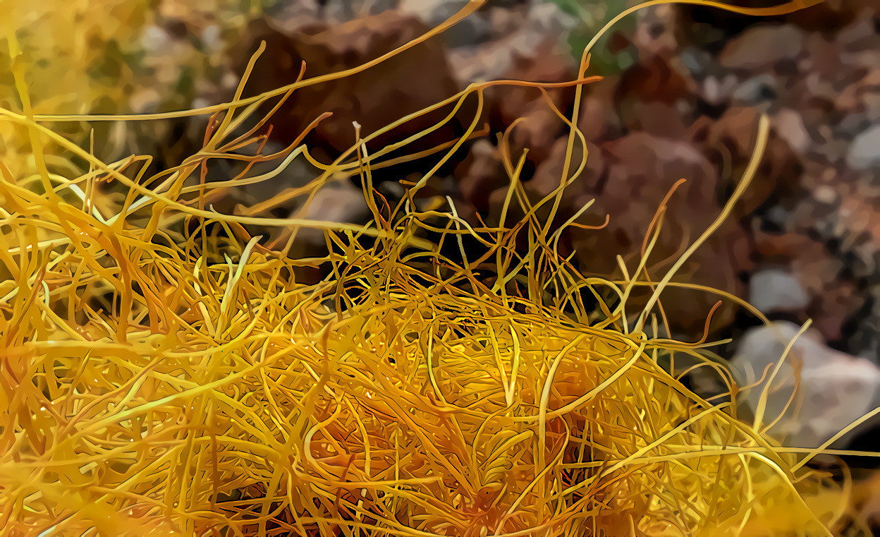 Dodder  (Parasitic Plant)