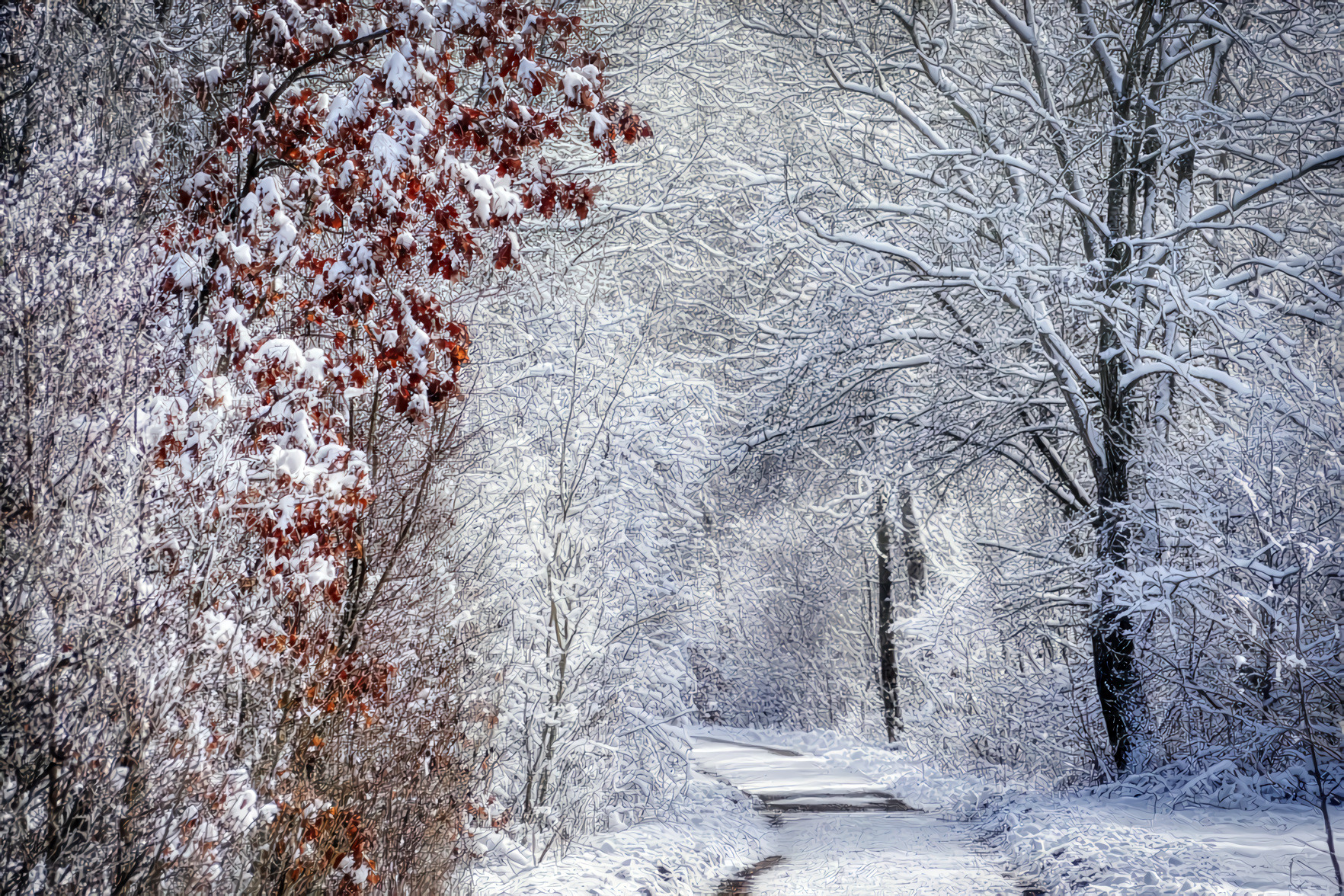 Snowy Red and White Trees