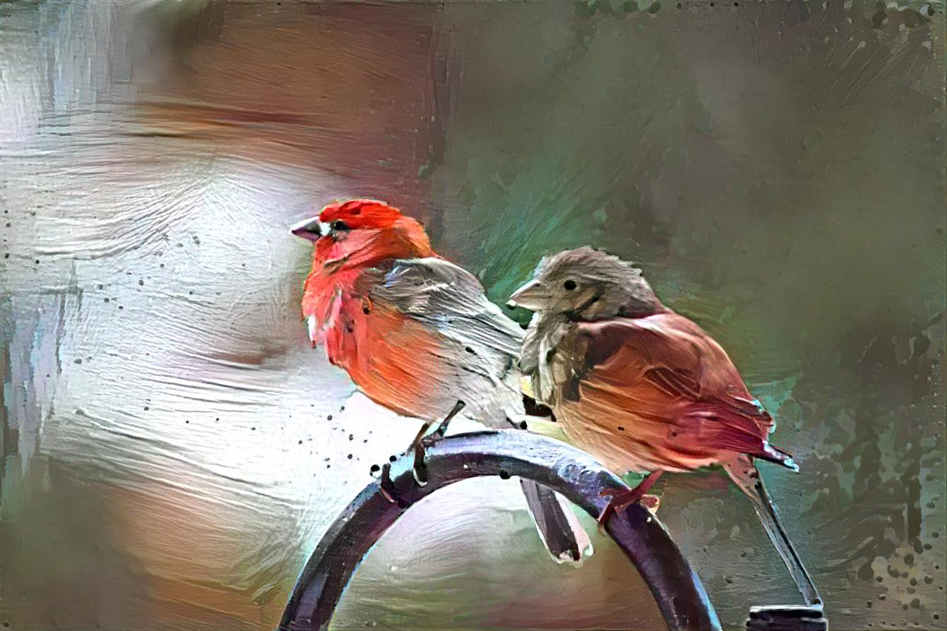 House Finches