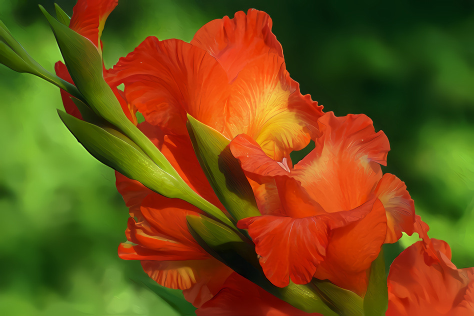 Red Gladiolus Flowers