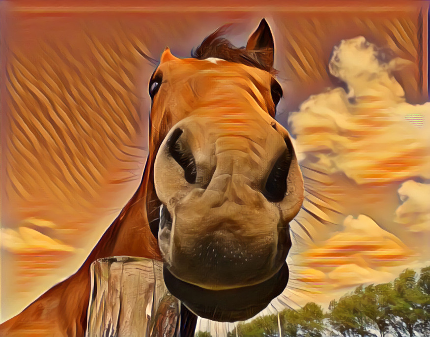 Horse fun  (under CC)