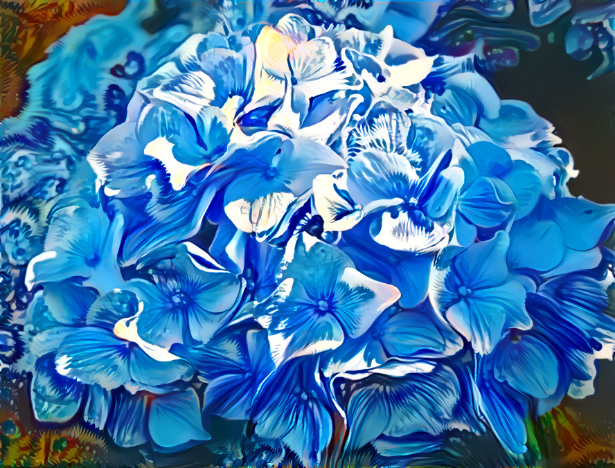 Hydrangea