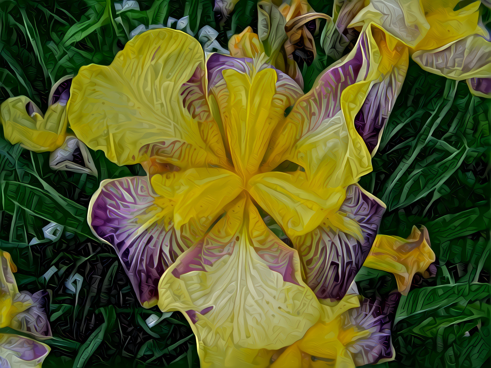 Iris Fleur-De-Lis