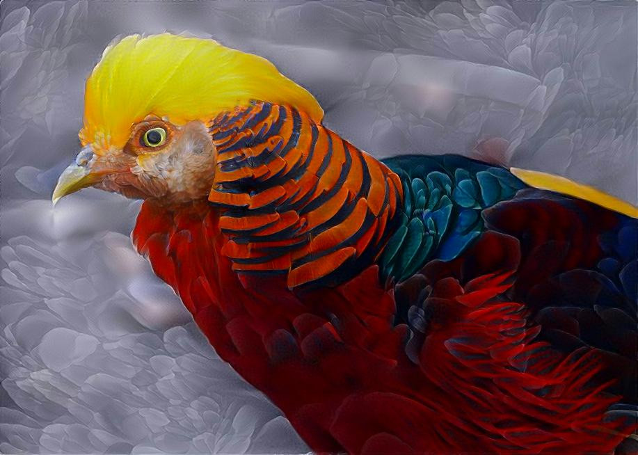 Golden Pheasant 