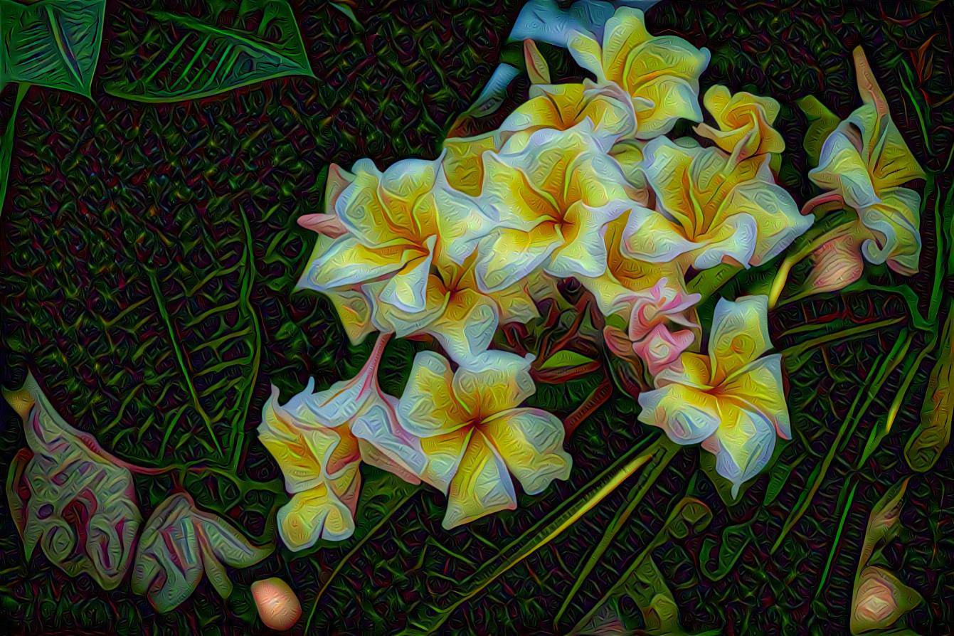 Plumeria in Thailand