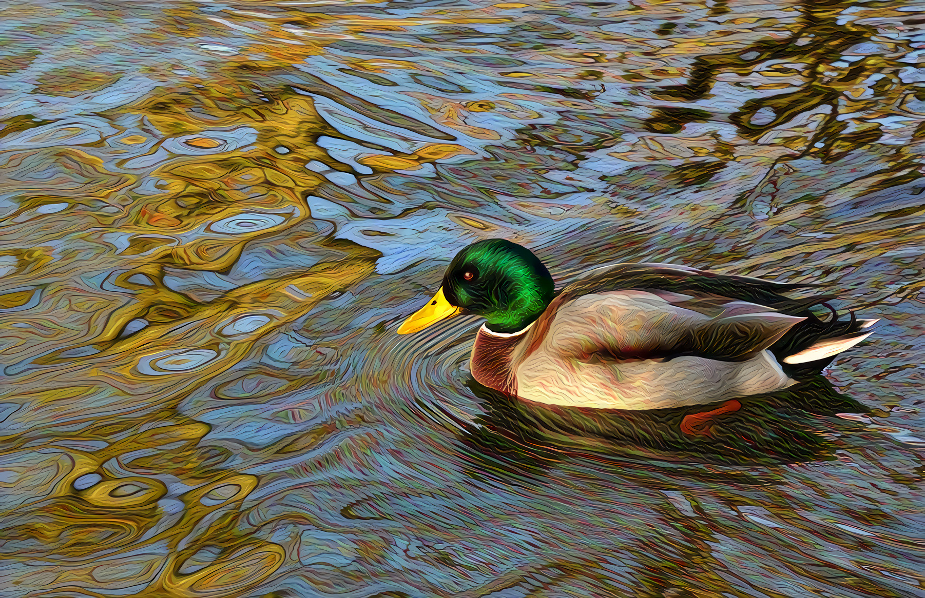 Mallard Duck in rippled water