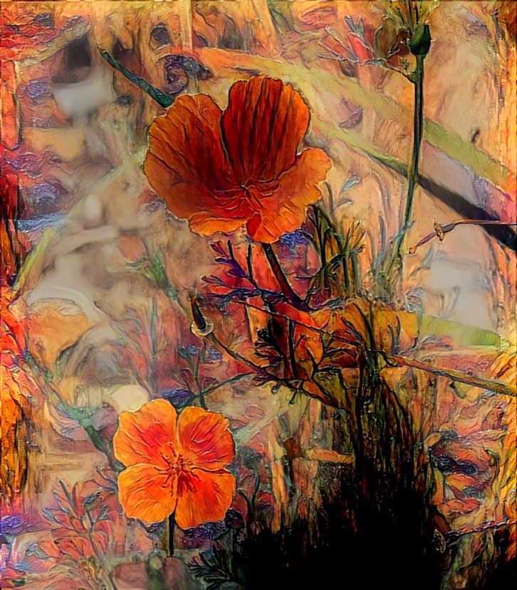 California Poppies 05.20 | MR D 80%