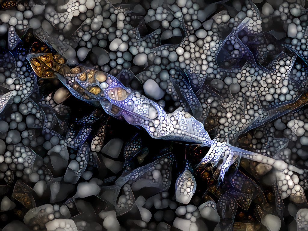 Feather on pebbles