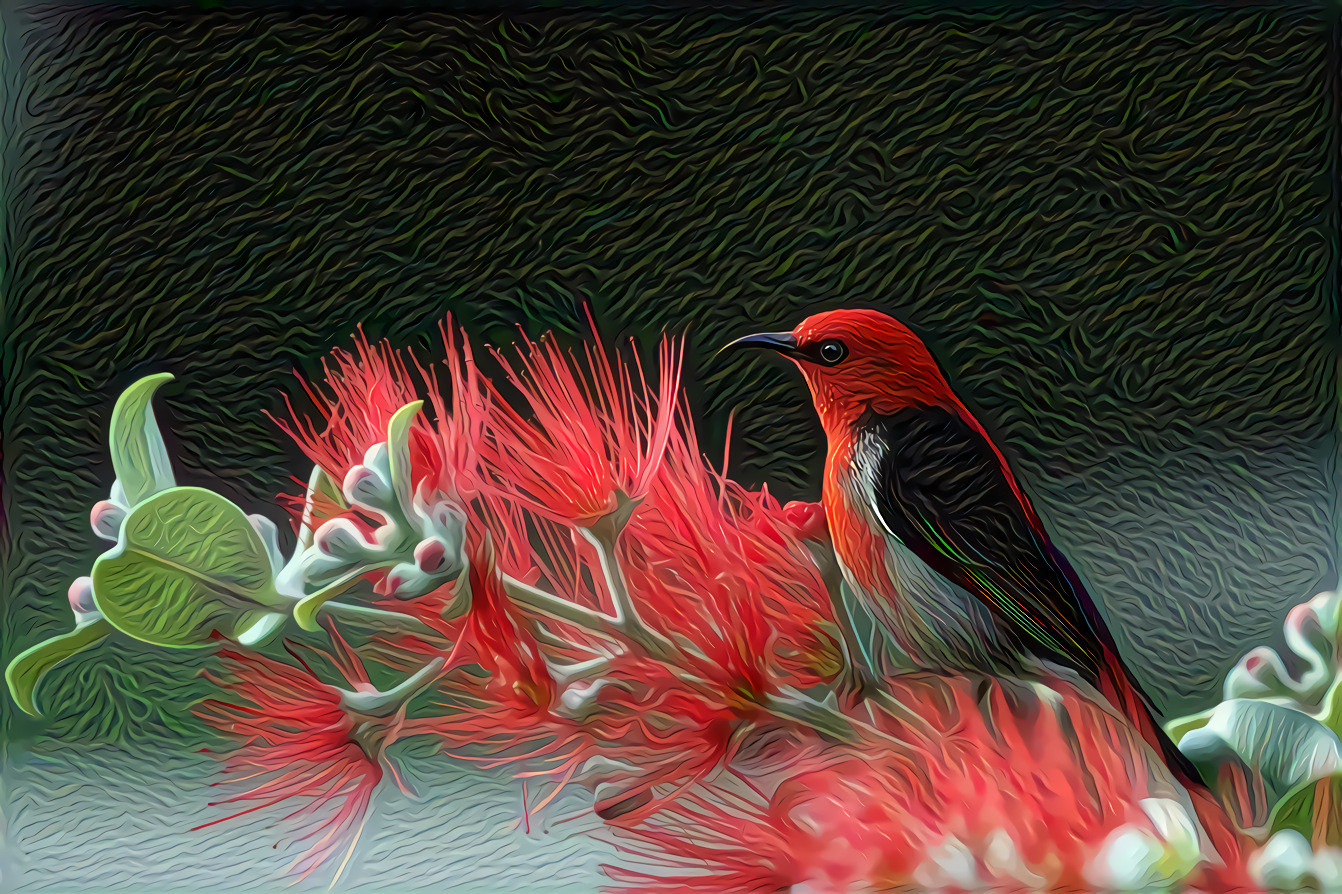 Scarlet Honeyeater Bird