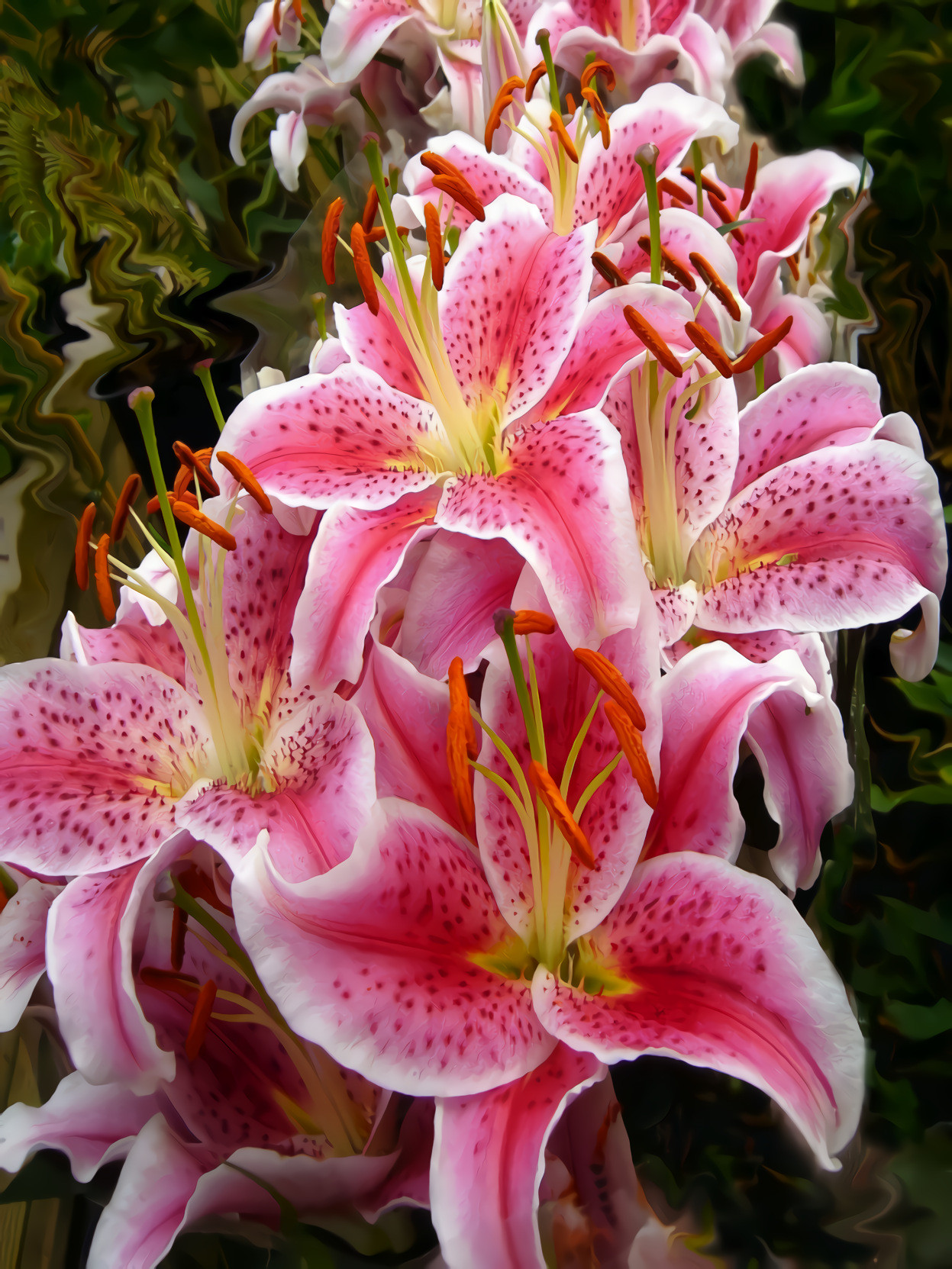 Stargazer Pink Lily