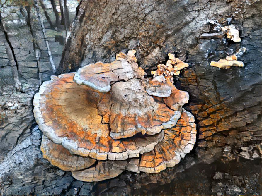 Chicken of the Woods