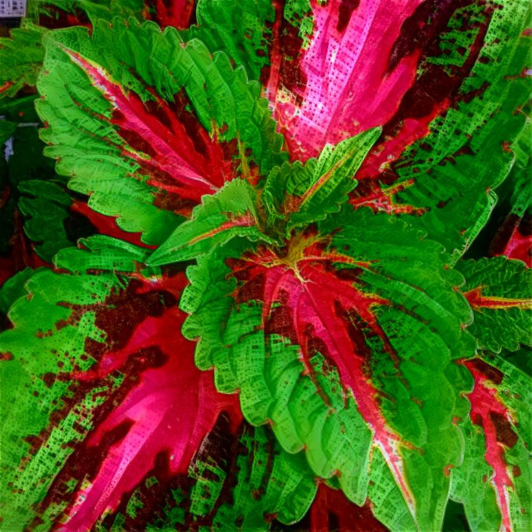 Coleus