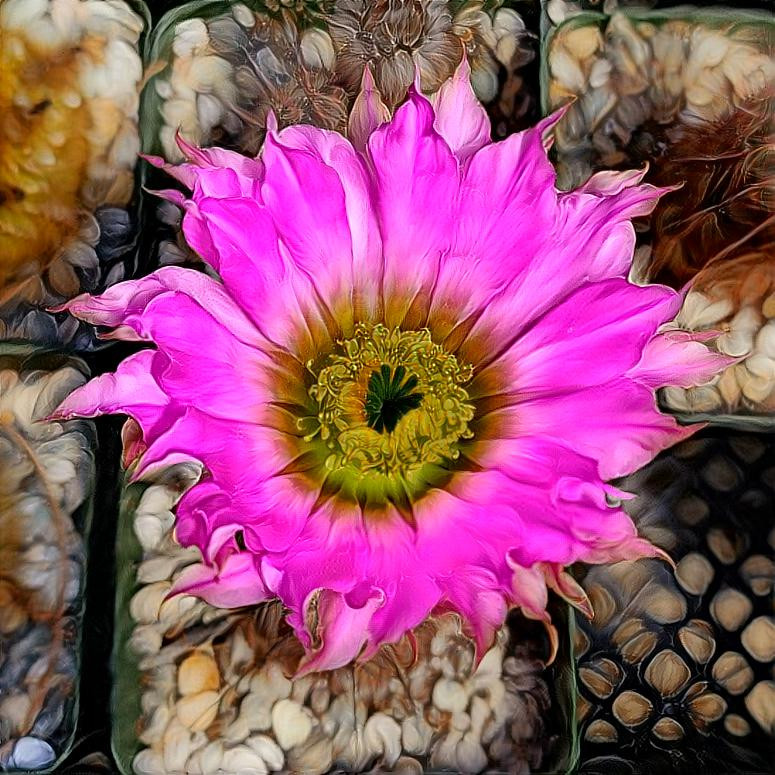 Cactus flower 