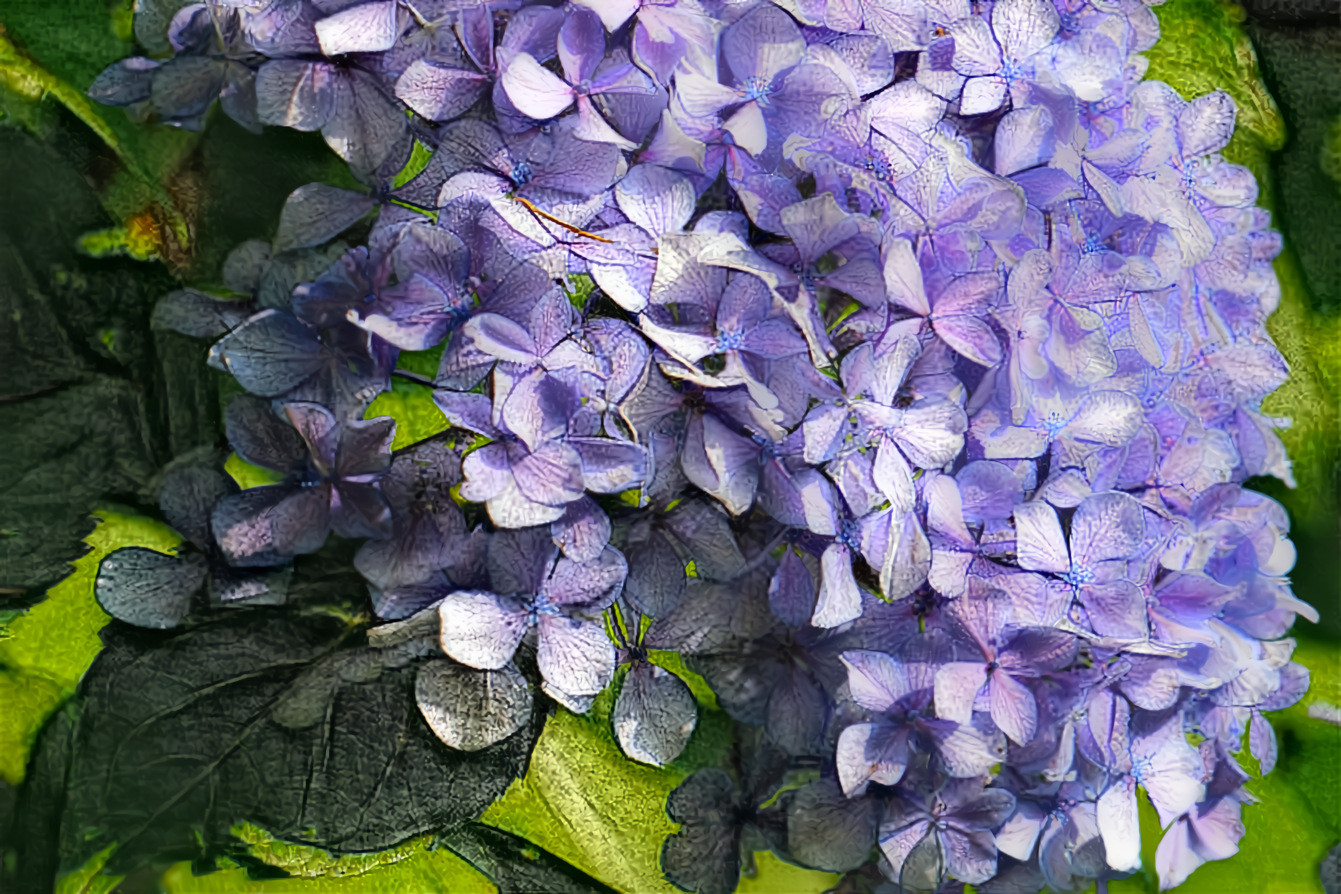 Hydrangea