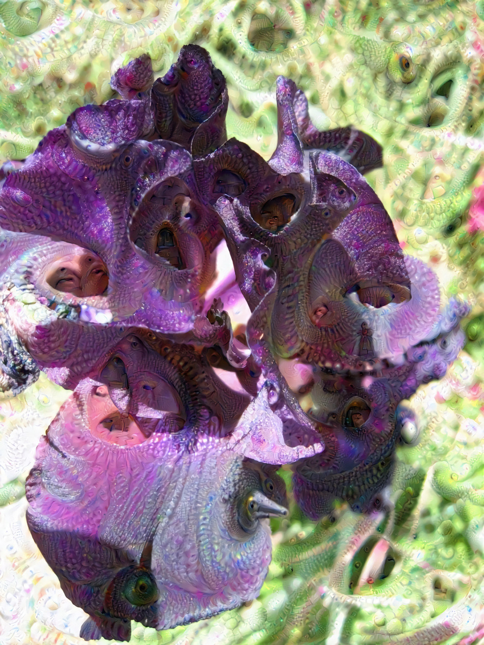 Black iris 2 mandelbrot