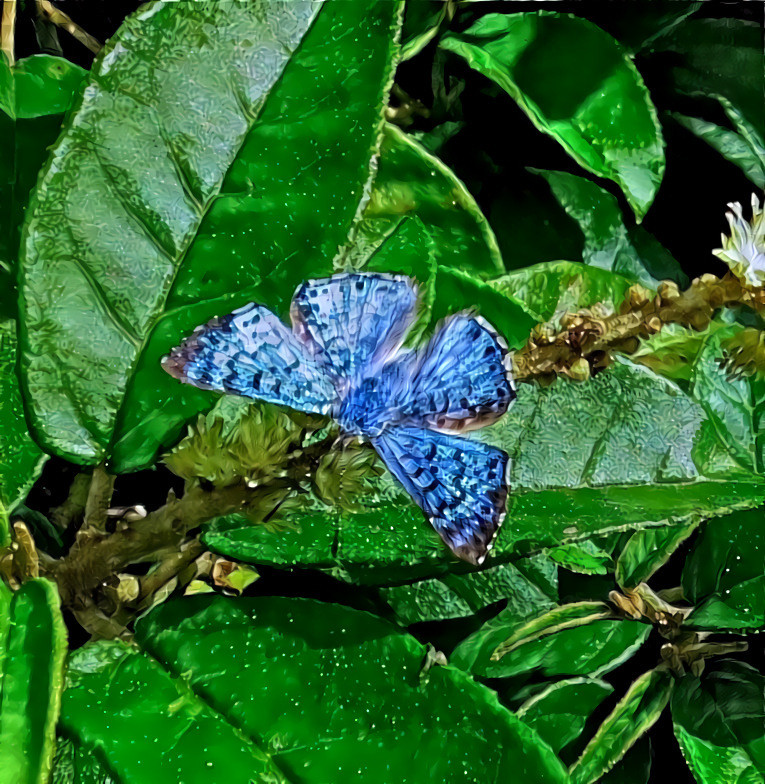 Metalmark