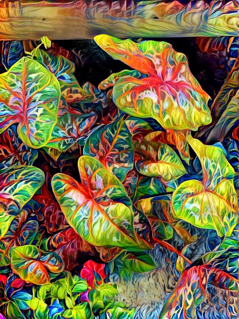 Caladium