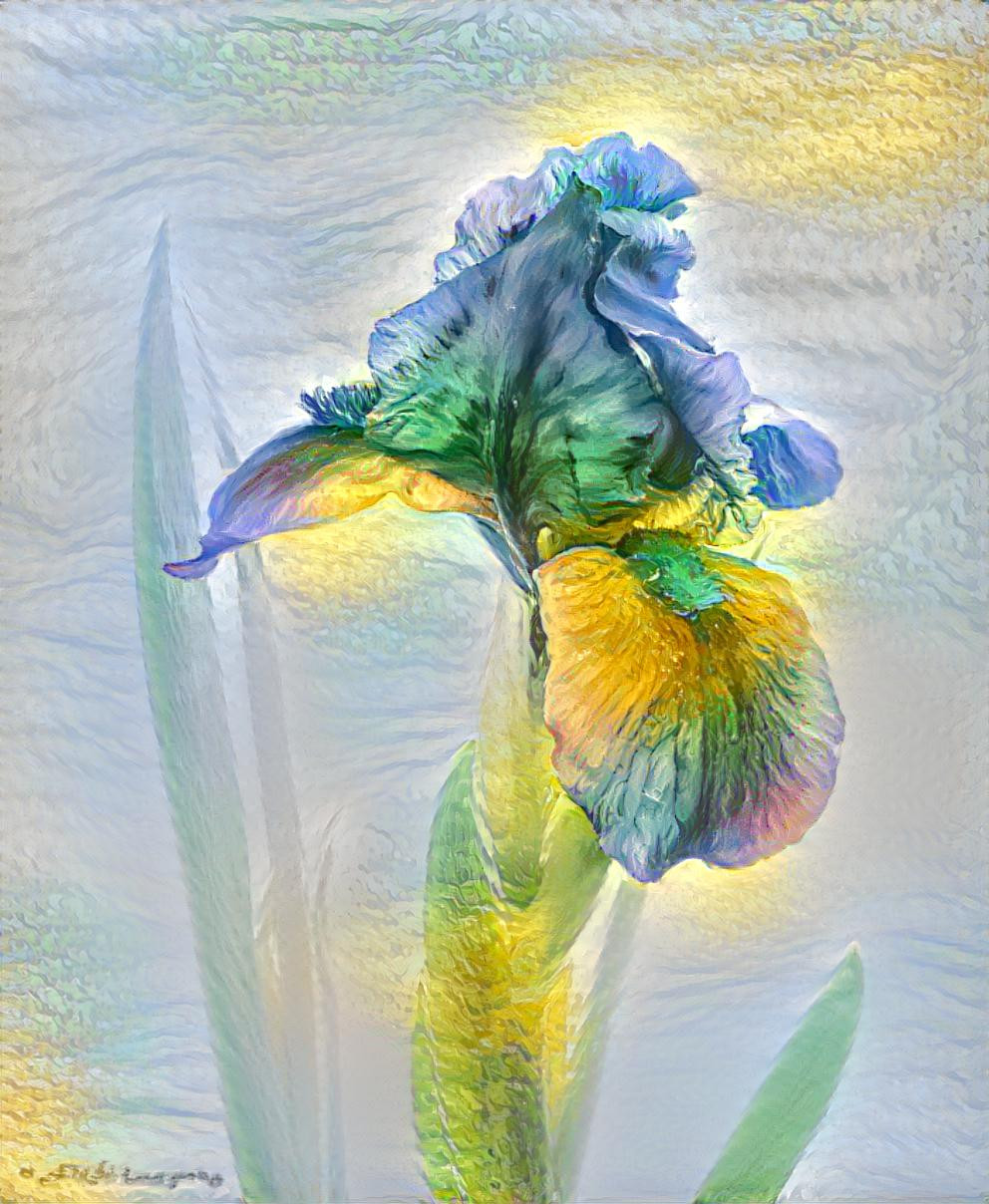 Rainbow Iris