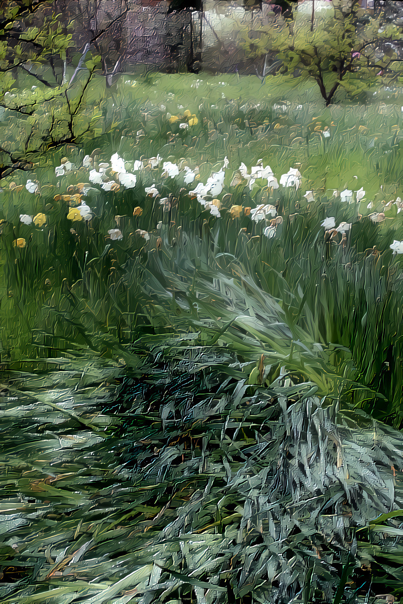 Deer Bed in a Field of Daffodils, Filoli. Source is my own photo.