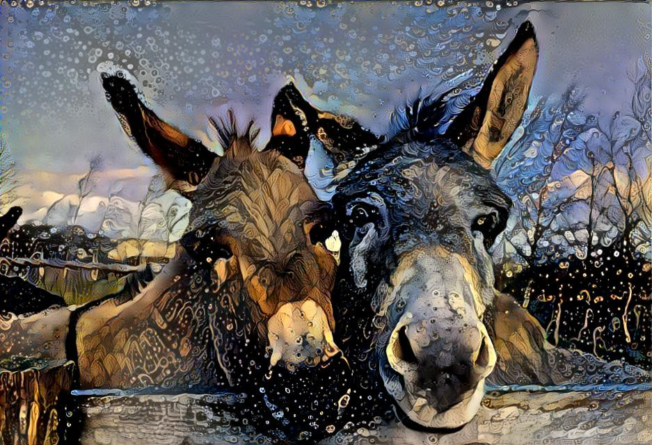 Burro Friends