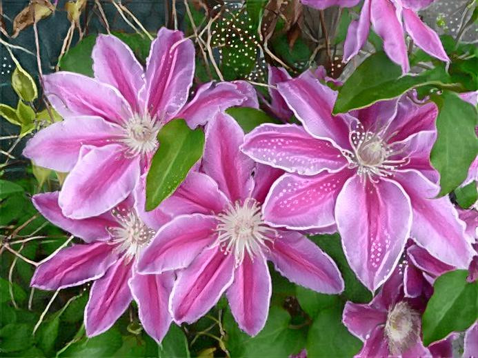 Clematis