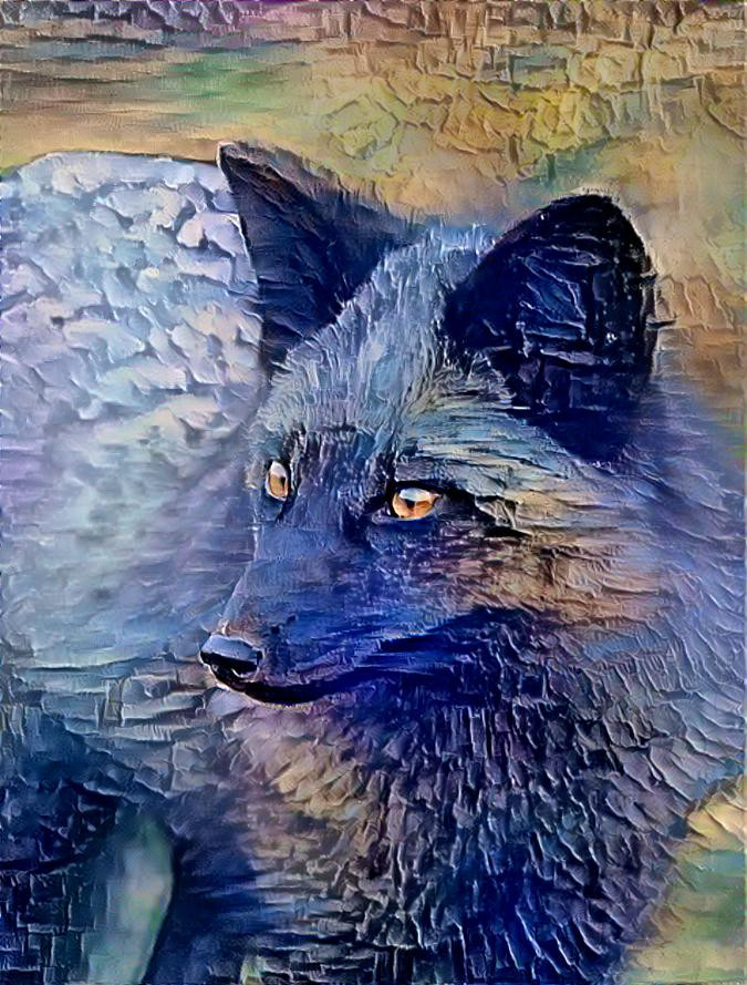 Melanistic Fox