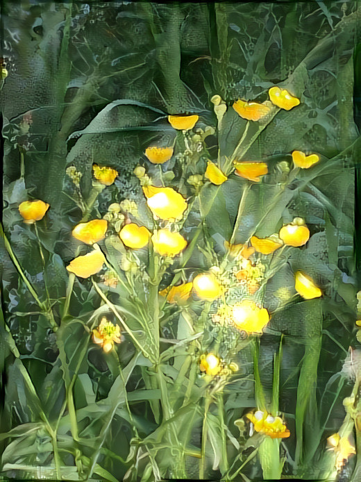 Butterculps in the field