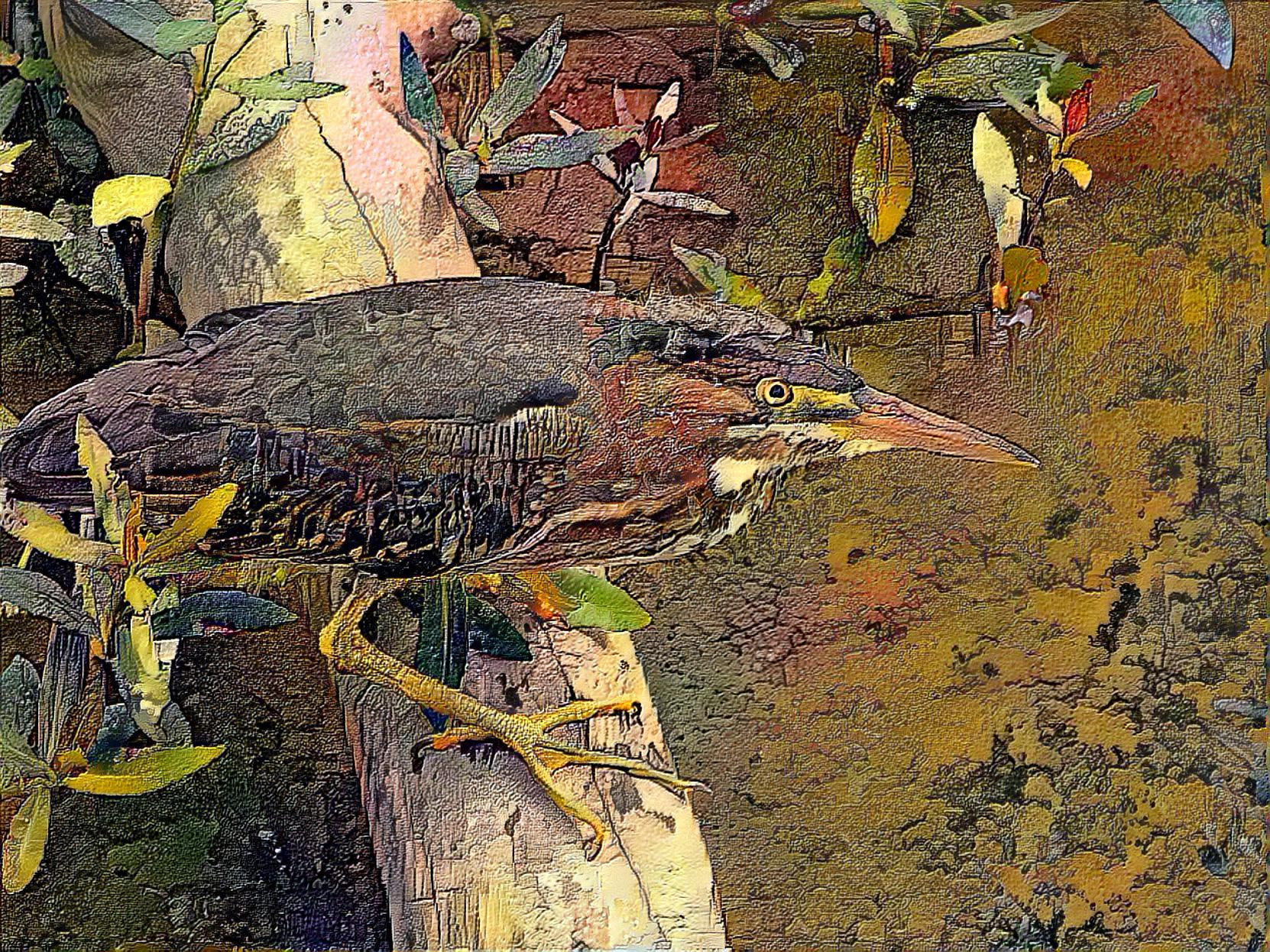 Green Heron Baby