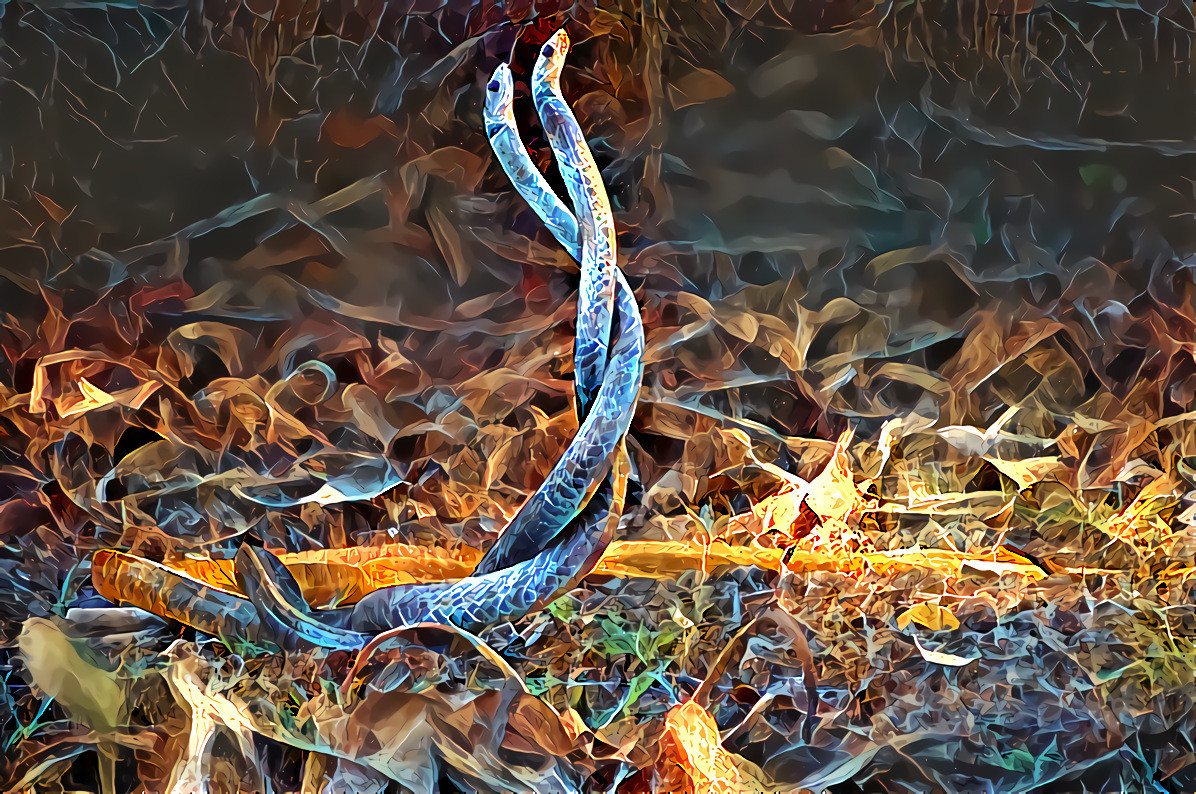 Buriti snakes (Erythrolamprus dorsocorallinus) getting frisky (mating? males competing for mating rights?) in the Northern Pantanal region of Brazil.  Photo by Trevor Cole on Unsplash.