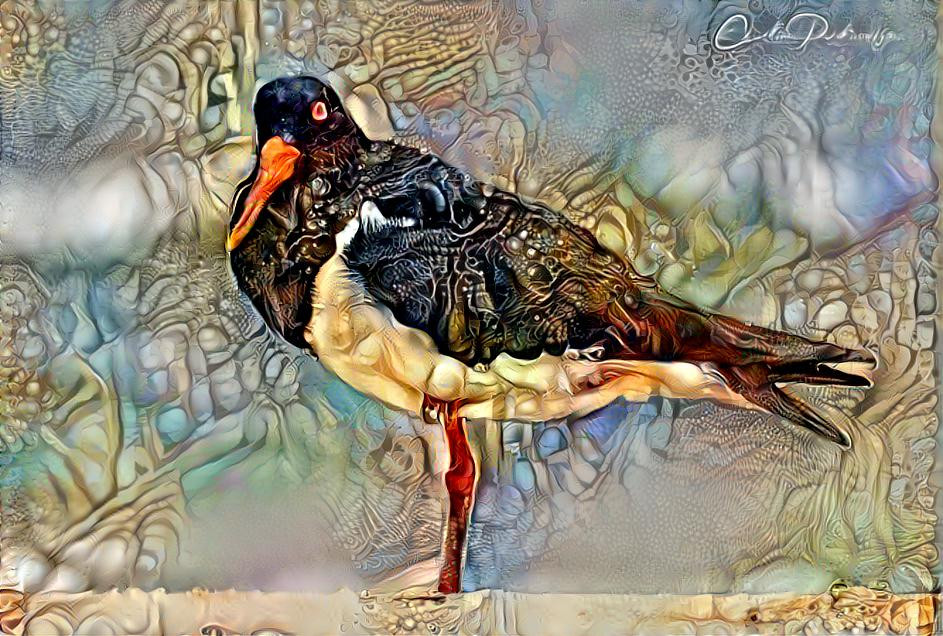 The Oyster Catcher