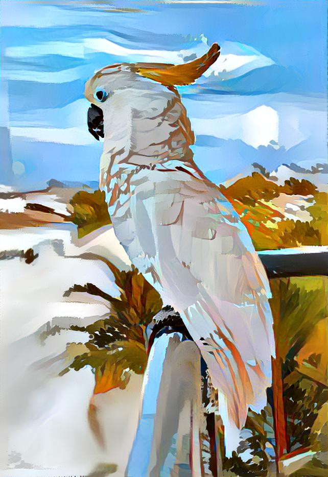 Cockatoo