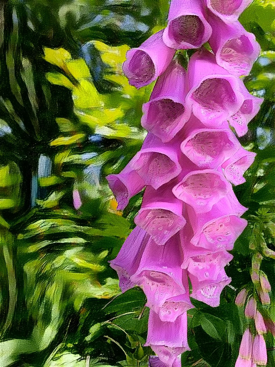 Foxglove