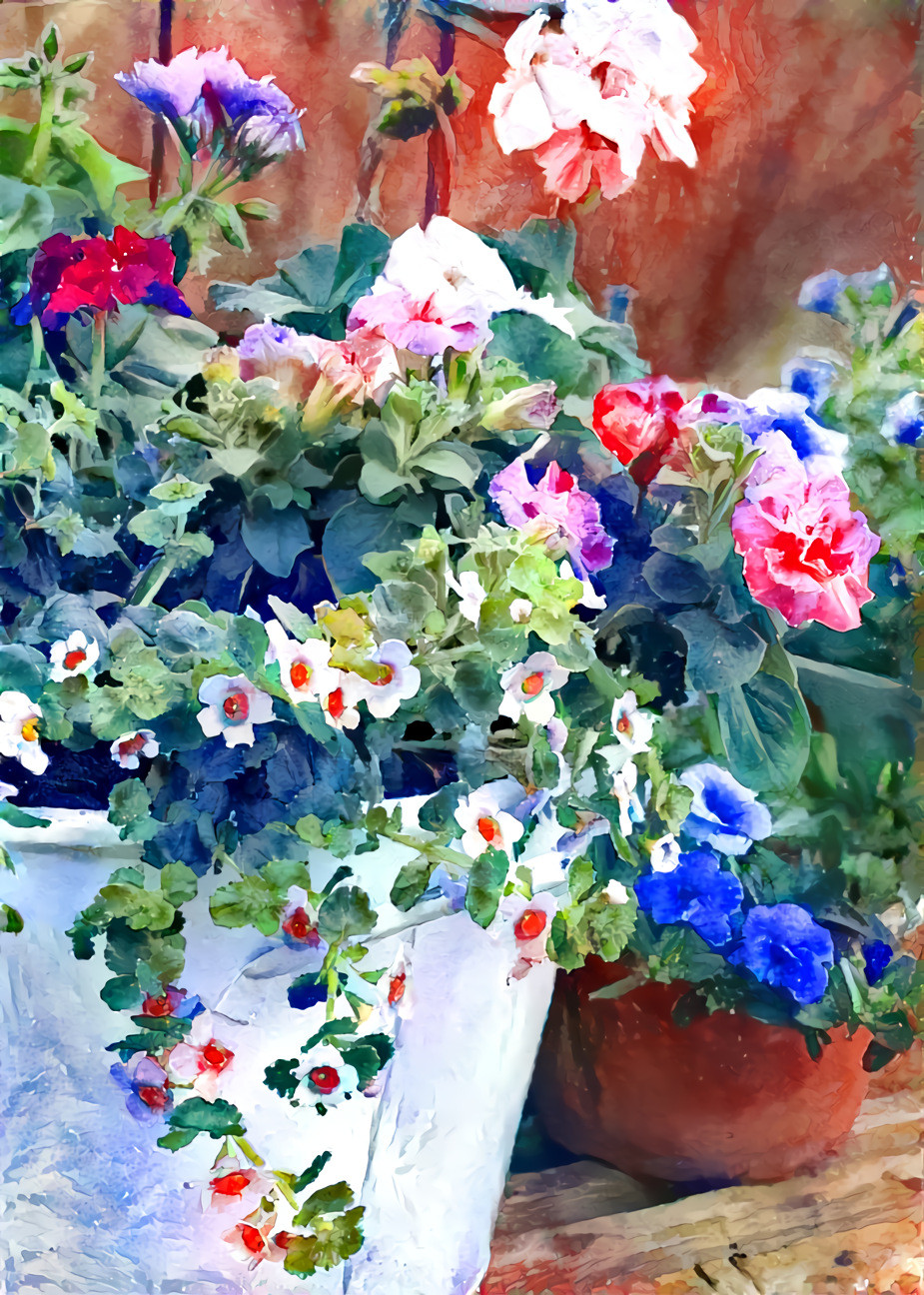 Geraniums