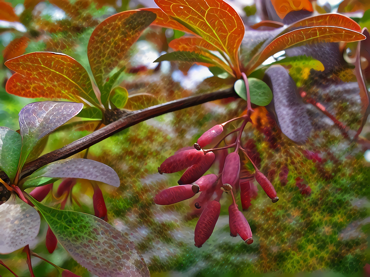 Common Barberry