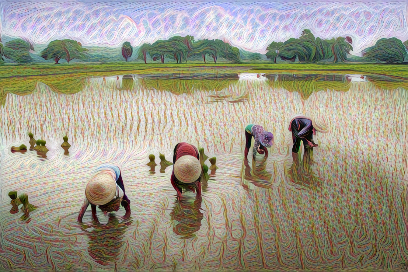 Vietnam Farm Field