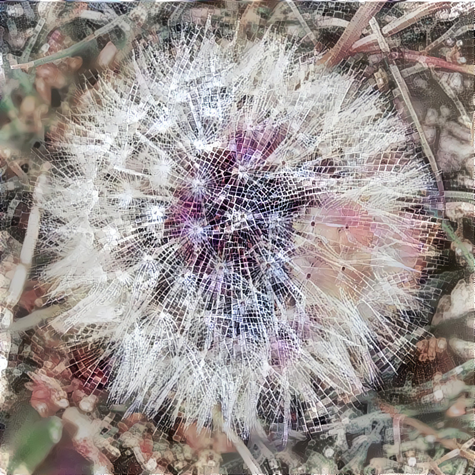 Dandelion