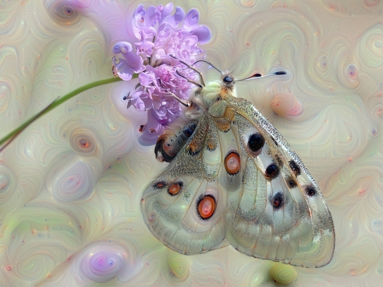 Butterfly pixabay