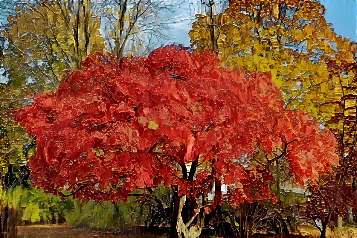 Red Maple