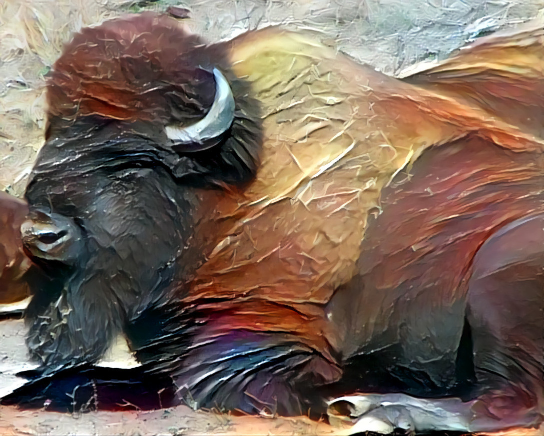 Bison