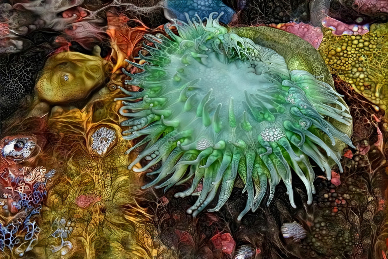 Sea Anemone