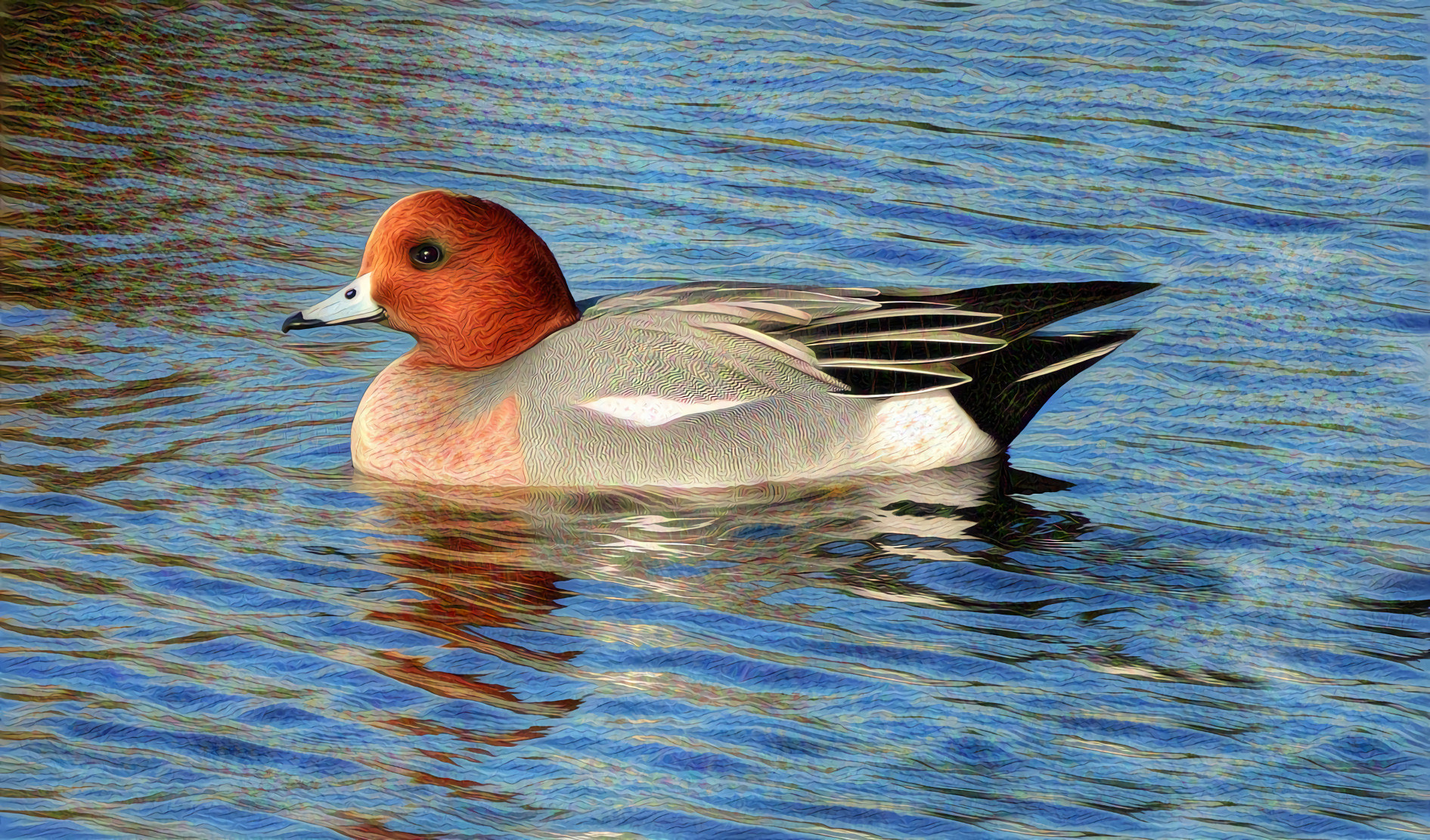 Eurasian Wigeon on Rippled Water