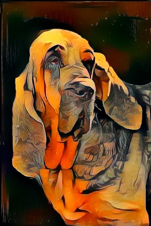 My bloodhound girl Mary