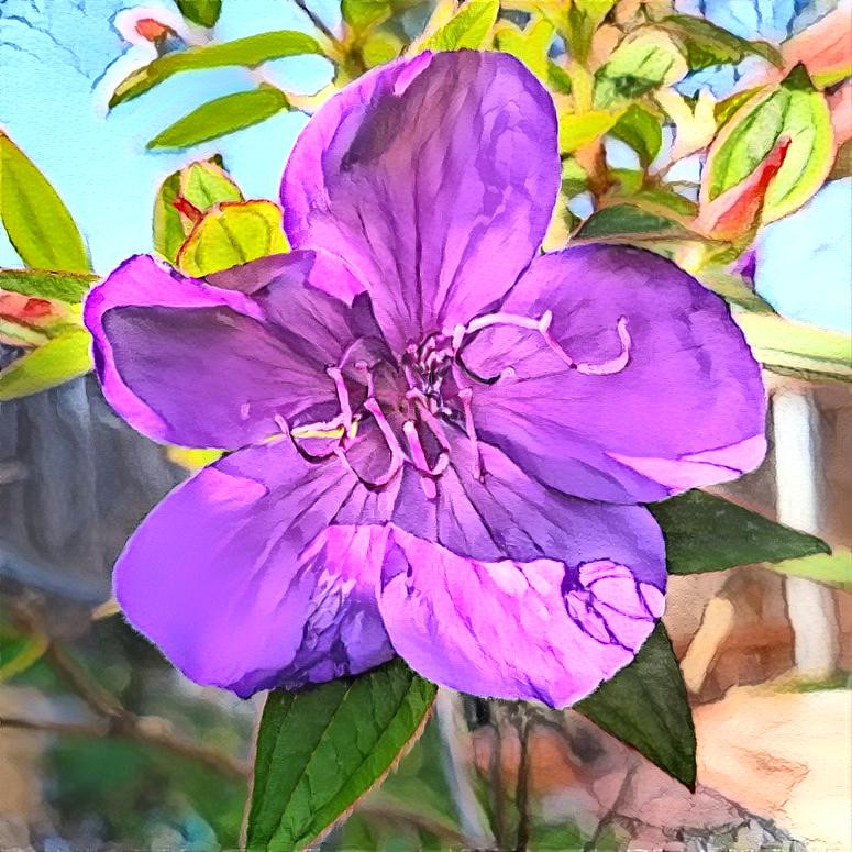 Tibouchina urvilleana