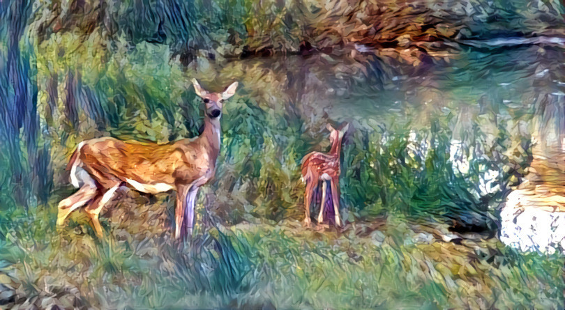 Doe & Fawn 29 Jun 2018 7:30pm front pasture