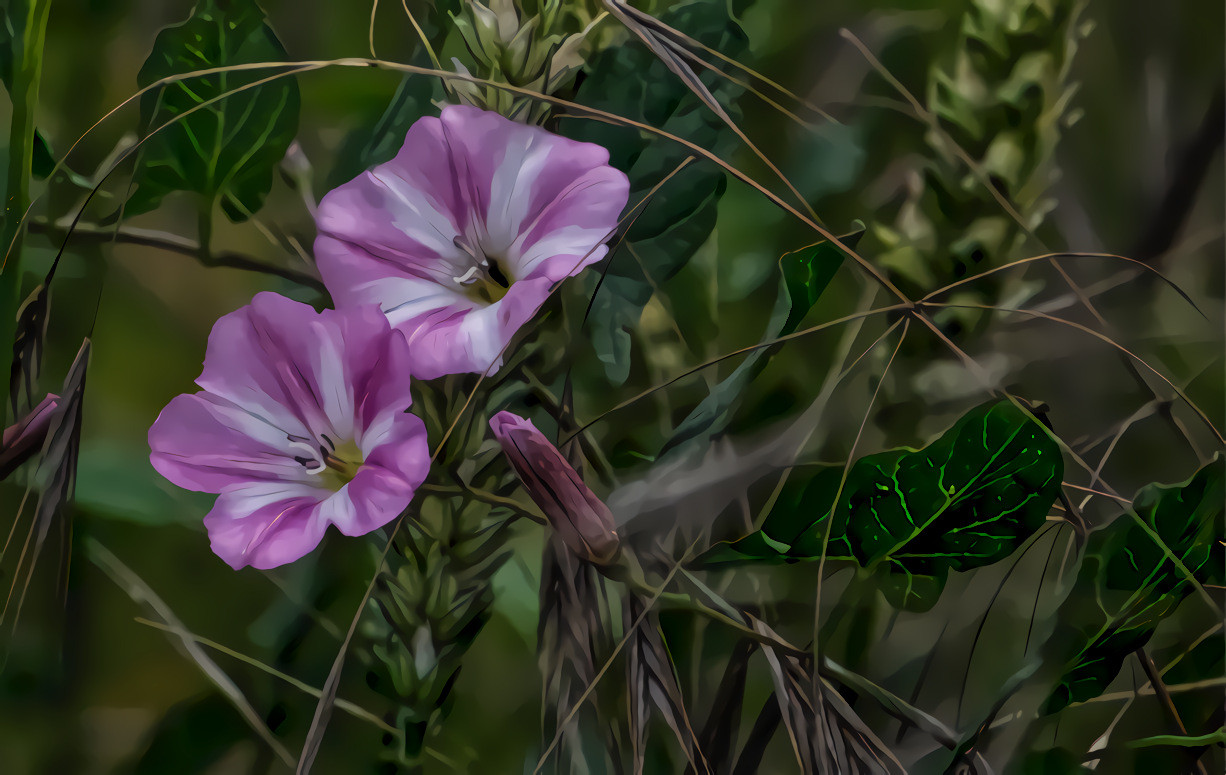 Pink Bindweed