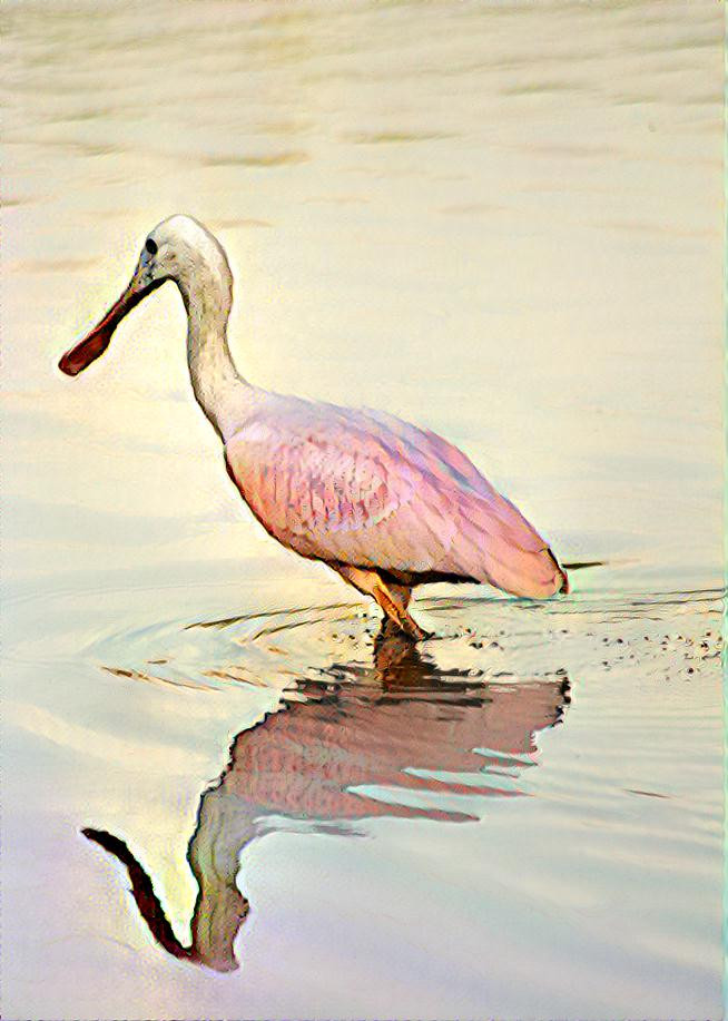 Roseate spoonbill