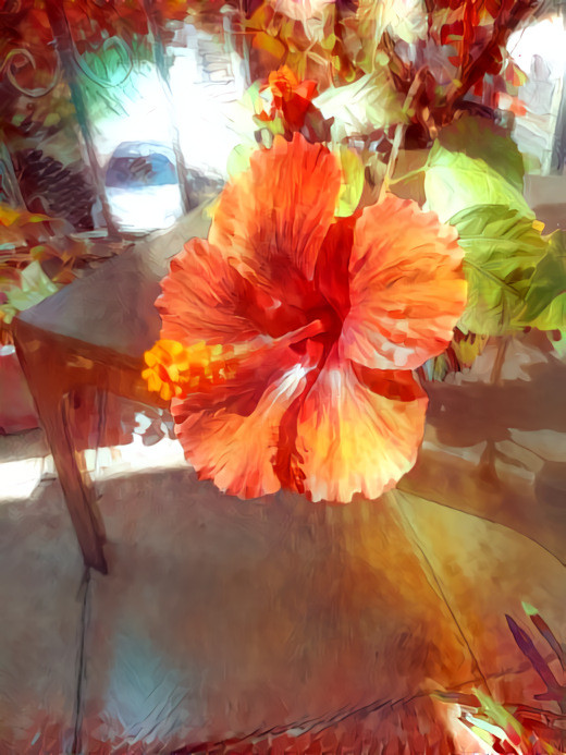 Hibiscus