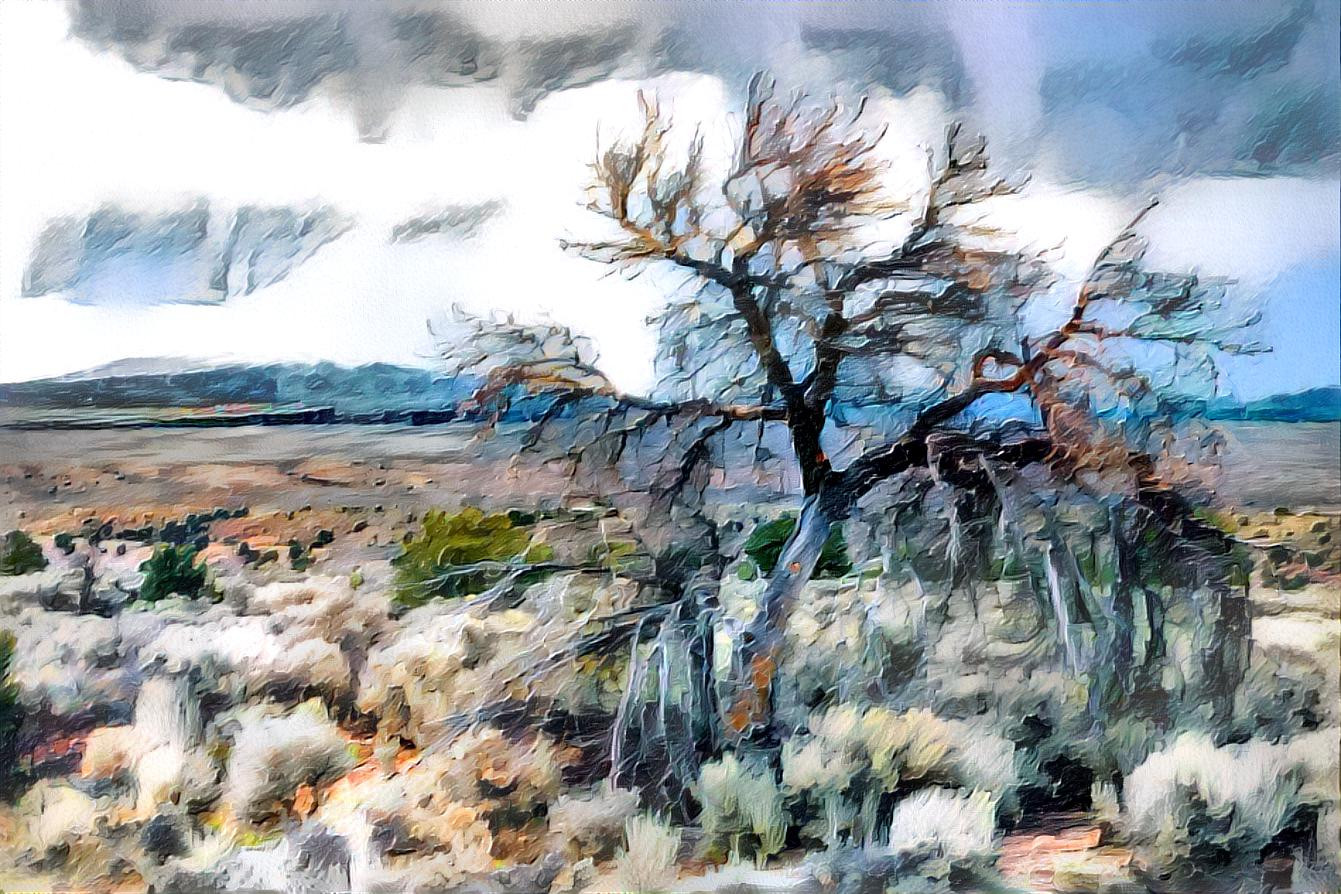 Mesquite Tree in Taos