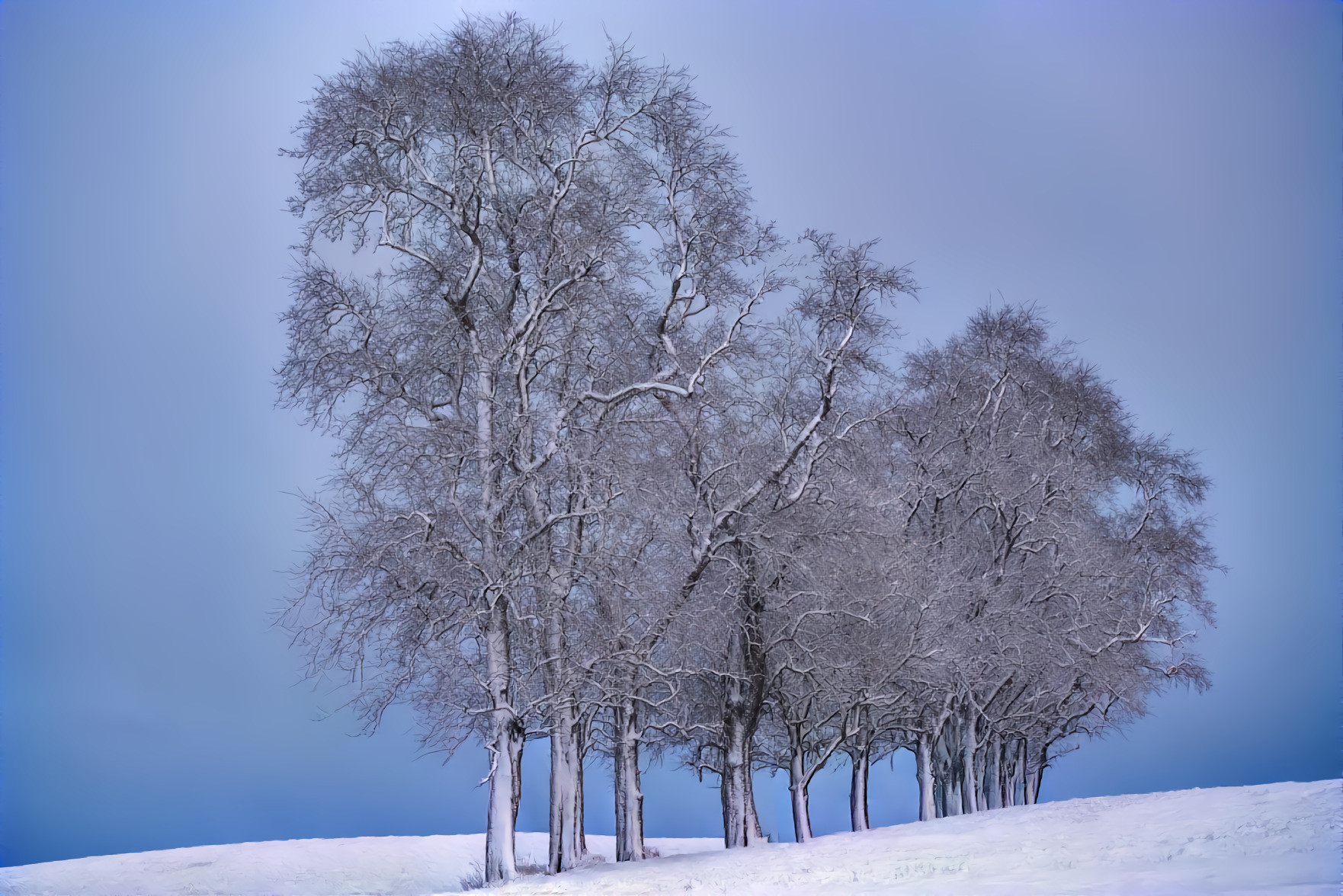 Trees, Winter Field