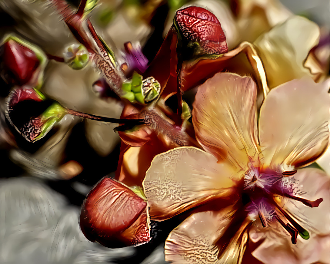 Verbascum